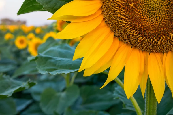 Un beau champ de tournesol — Photo