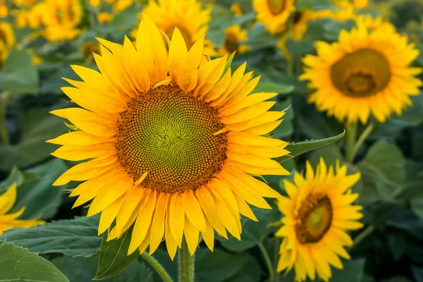 Un bellissimo campo di girasole — Foto Stock