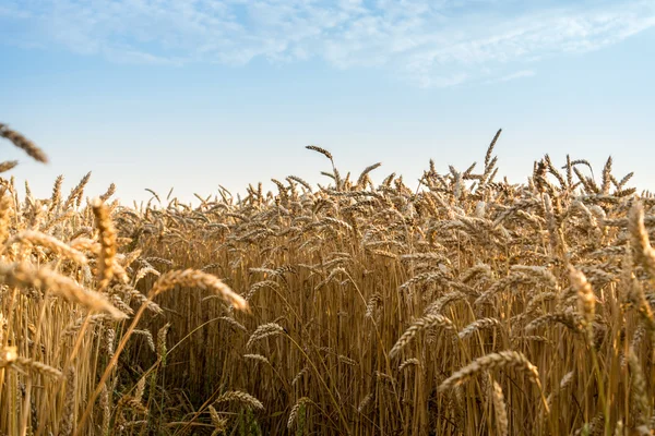 Wheat field — Stock Photo, Image