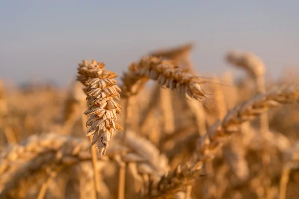 Buğday tarlası — Stok fotoğraf