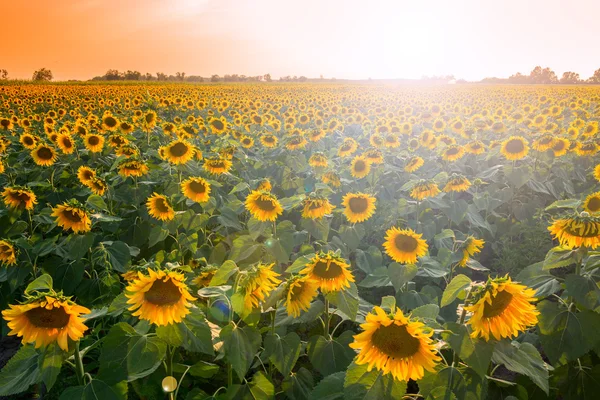 Ett vackert solrosfält — Stockfoto