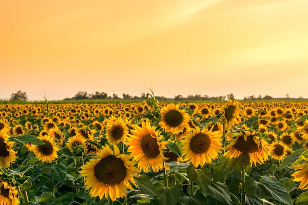 Красиве соняшникове поле — стокове фото