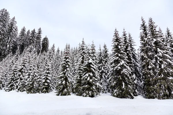 Bosco invernale nelle Alpi — Foto Stock