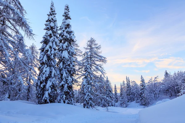 Winter forest in Alps — Stock Photo, Image