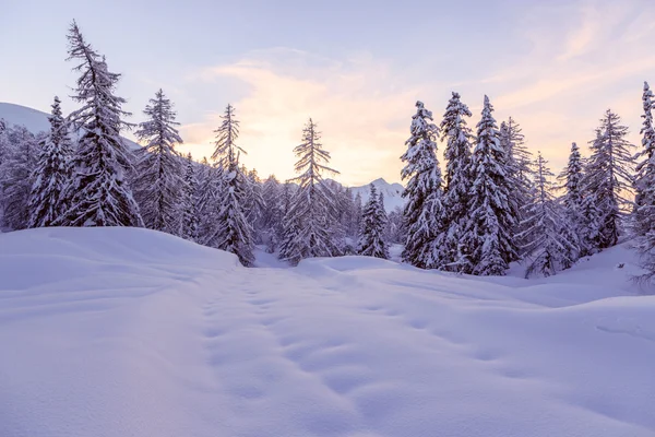 Bosco invernale nelle Alpi — Foto Stock