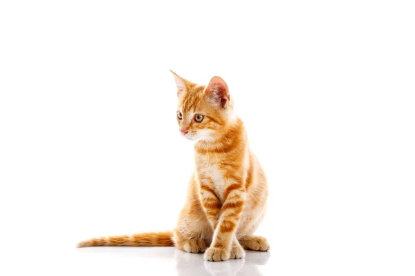 Red little cat — Stock Photo, Image