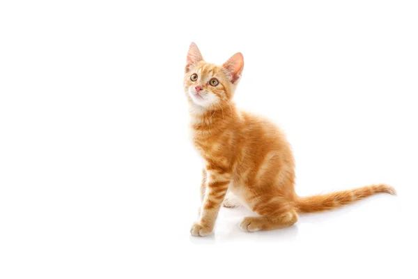 Red little cat — Stock Photo, Image