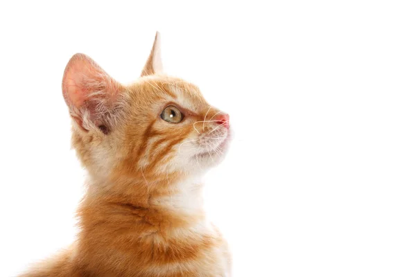 Pequeno gato vermelho — Fotografia de Stock