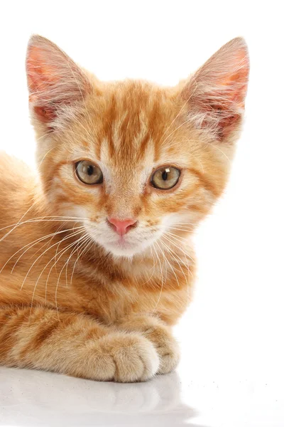 Pequeno gato vermelho — Fotografia de Stock