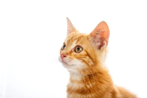 赤い小さな猫 — ストック写真