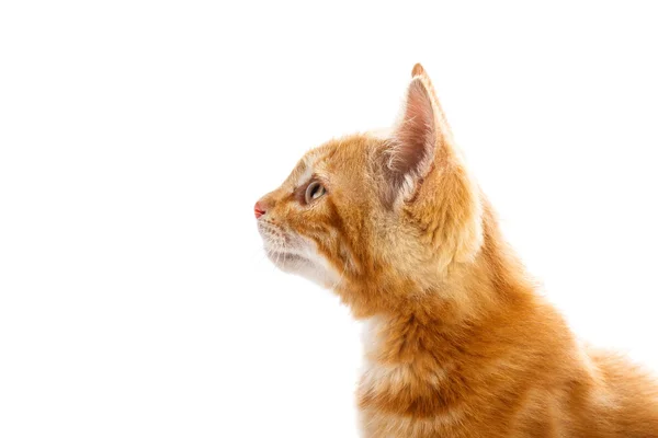 Red little cat — Stock Photo, Image