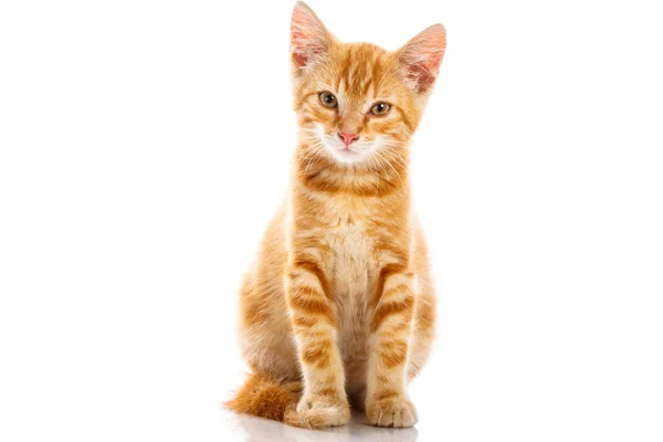 Kırmızı küçük kedi — Stok fotoğraf