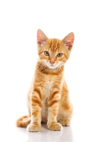 Pequeno gato vermelho — Fotografia de Stock