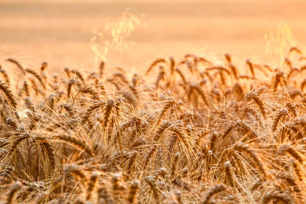 Vetefält på sommaren — Stockfoto