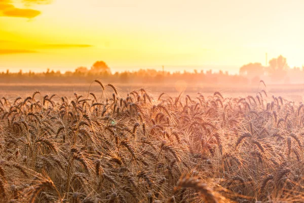 Wheat field in summer — Stock Photo, Image