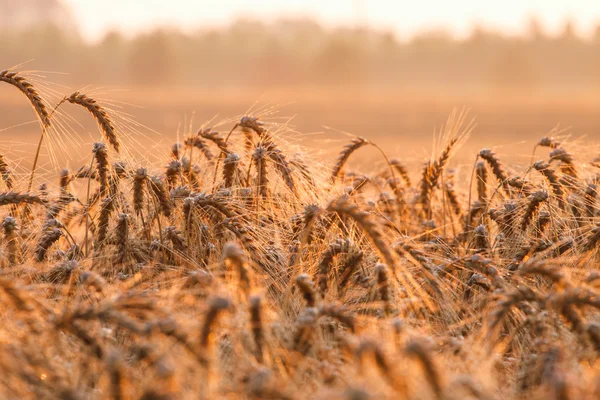 Wheat field in summer — Stock Photo, Image