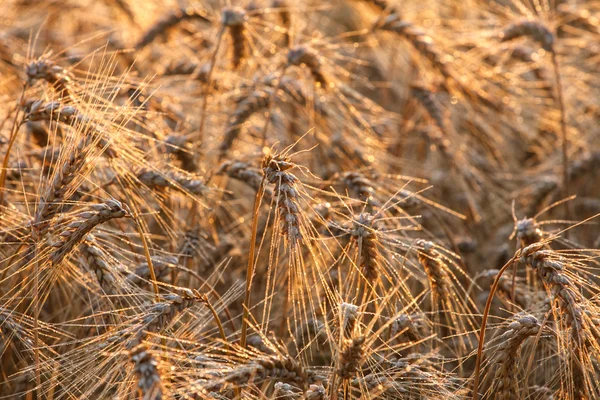 Пшеничное поле летом — стоковое фото