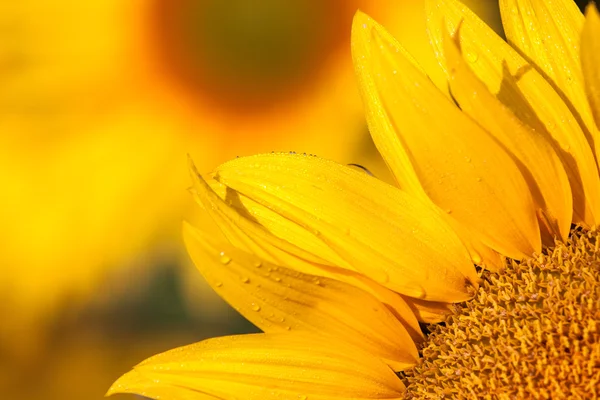 Yazın ayçiçeği tarlası — Stok fotoğraf