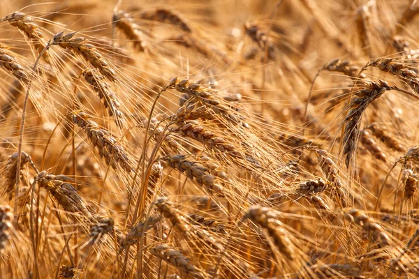 Campo de trigo no verão — Fotografia de Stock