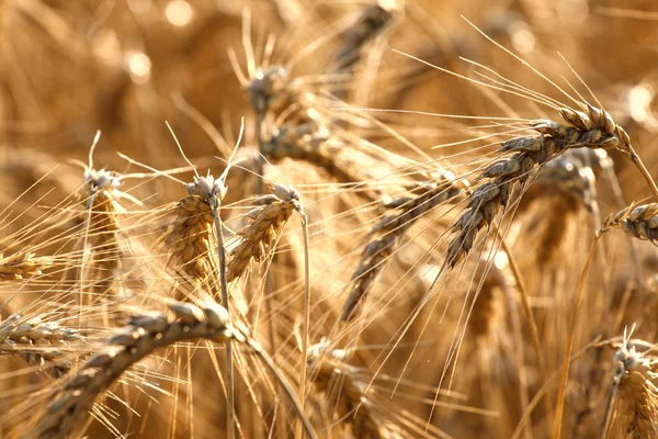 Wheat field in summer — Stock Photo, Image