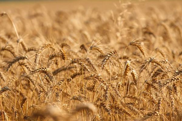 Wheat field in summer — Stock Photo, Image