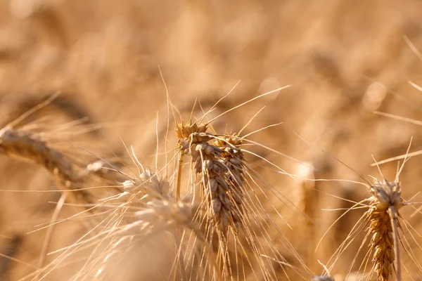 Campo de trigo no verão — Fotografia de Stock