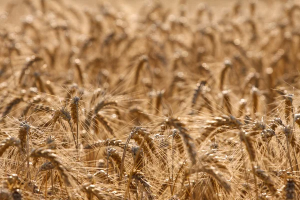 Wheat field in summer — Stock Photo, Image