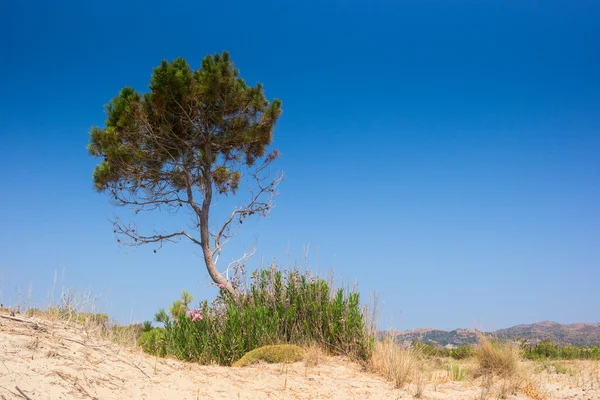 Drzewo w lecie w wyspa Zakynthos — Zdjęcie stockowe