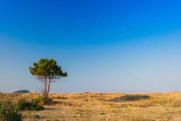 Árbol en verano en la isla de Zante — Foto de Stock