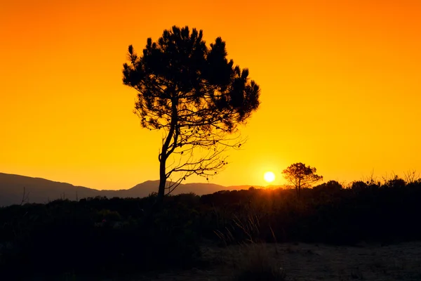 Silhueta árvore por do sol — Fotografia de Stock