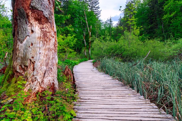 Percorso forestale — Foto Stock