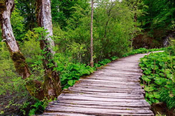 Vía forestal — Foto de Stock