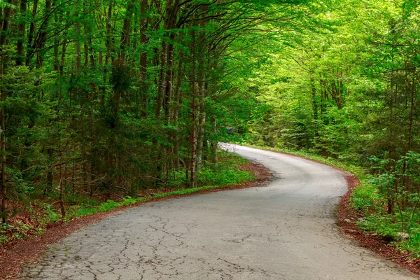 Grön skog med väg i sprintime — Stockfoto