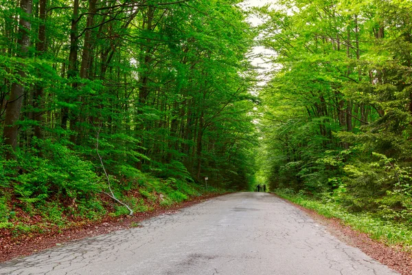 Green forest with pathway in sprintime — Stock Photo, Image