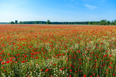 Haşhaş alan yaz çayır