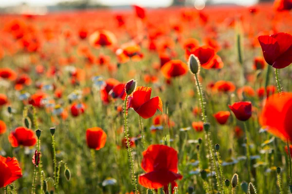 Poppies field meadow in summer — Stock Photo, Image