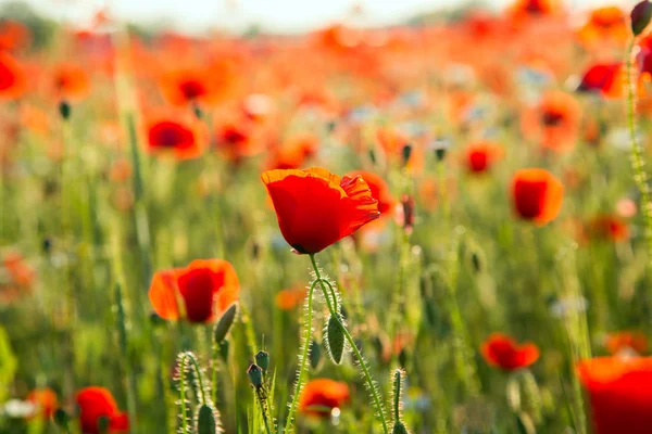 Poppies campo prado no verão — Fotografia de Stock