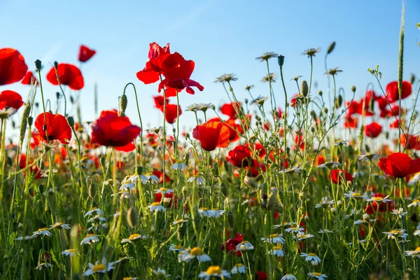 Papavers veld weide in de zomer — Stockfoto