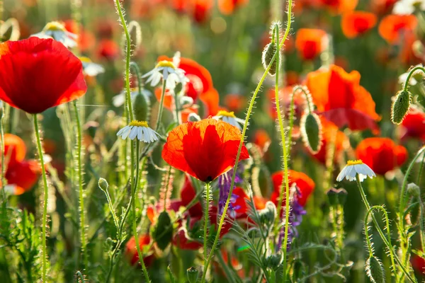Poppies campo prado no verão — Fotografia de Stock