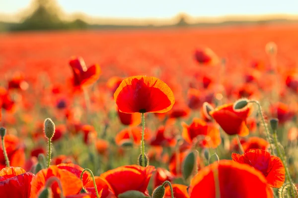 Papavers veld weide in de zomer — Stockfoto