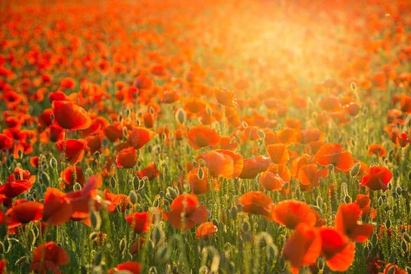 Poppies field meadow in summer — Stock Photo, Image