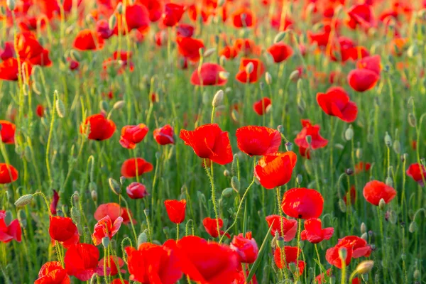 Papavers veld weide in de zomer — Stockfoto