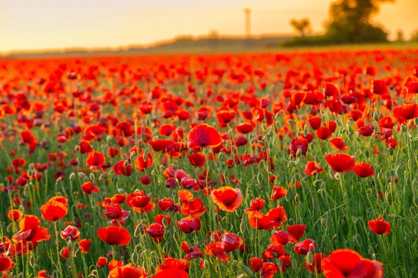 Campo de papoilas ao pôr do sol no verão — Fotografia de Stock