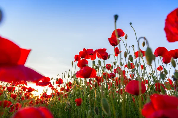 Papavers veld weide in de zomer — Stockfoto