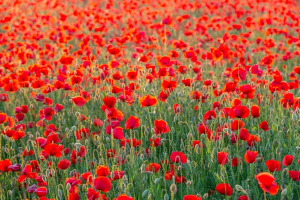 Poppies campo prado no verão — Fotografia de Stock