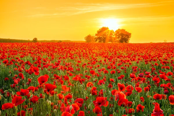 Campo de amapolas al atardecer en verano — Foto de Stock