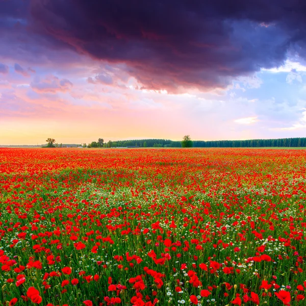 Campo de amapolas al atardecer en verano — Foto de Stock