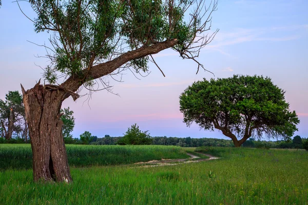 Puesta de sol del prado primavera — Foto de Stock