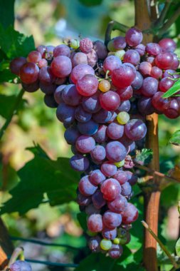 Kırmızı şarap üzüm asma üzerinde closeup demet