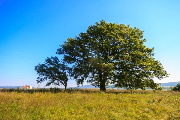 Árbol de roble solitario en el prado — Foto de Stock